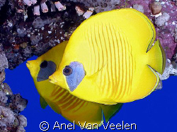 Masked butterflyfish taken at Quays with Olympus SP350. by Anel Van Veelen 
